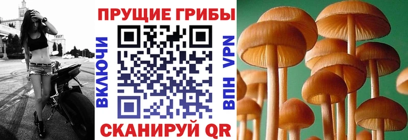 хочу наркоту  Кемерово  нарко площадка Telegram  Псилоцибиновые грибы Psilocybe 
