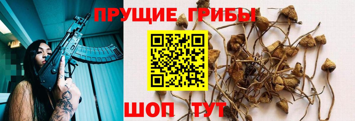 Галлюциногенные грибы Psilocybe Кемерово